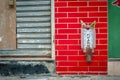 Small shrine to the earth god Tu Di on a Hong Kong street